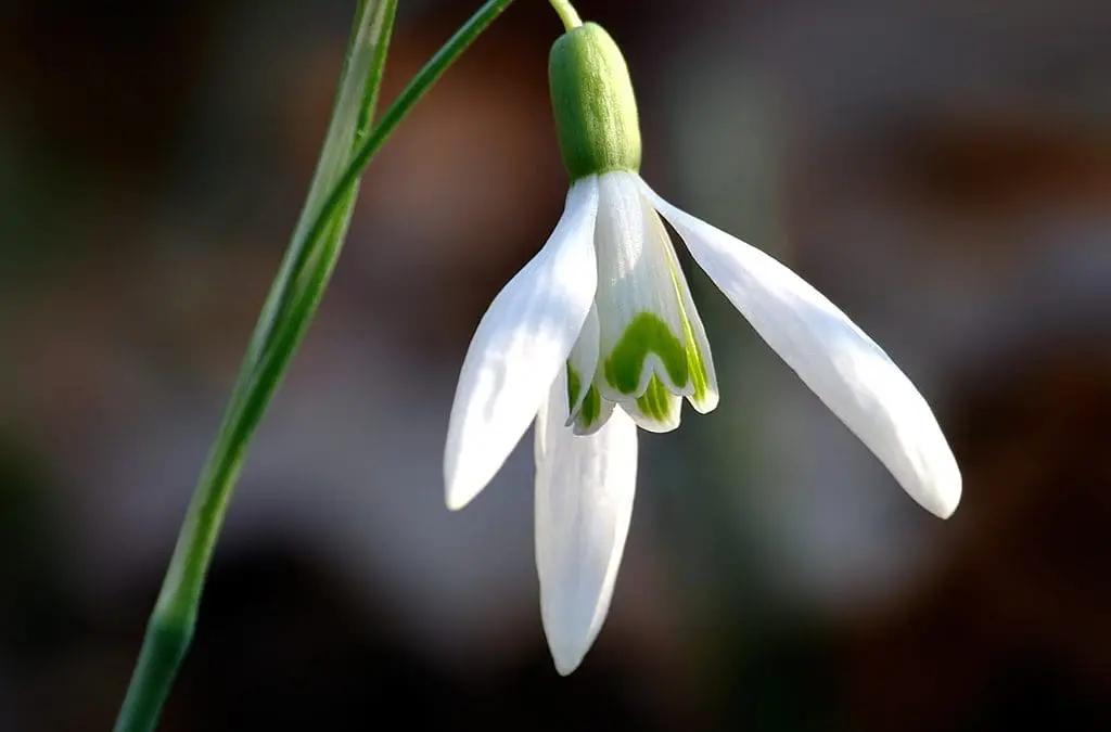 What’s In Bloom: February 2024