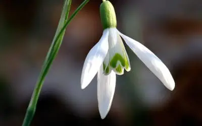 What’s In Bloom: February 2024