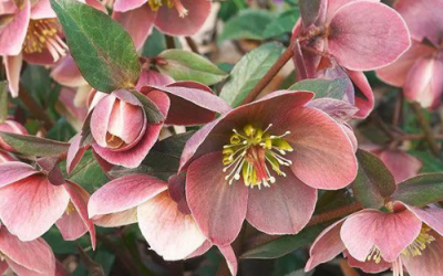 What’s In Bloom: January 2023
