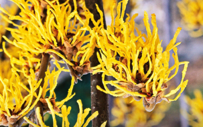 What’s In Bloom: February 2023