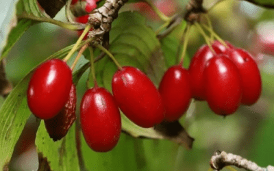 What’s In Bloom: March 2023