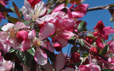 What’s In Bloom: April 2023