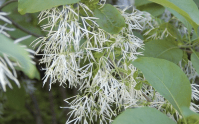 What’s In Bloom: May 2023