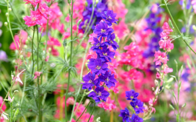 What’s In Bloom: June 2023