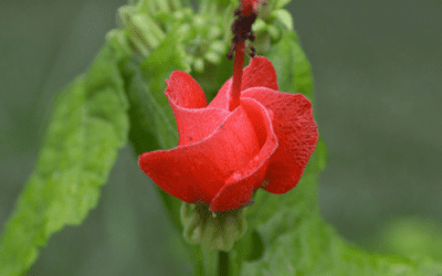 What’s In Bloom: September 2023