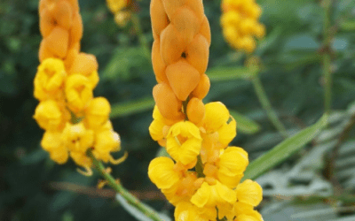 What’s In Bloom: October 2023