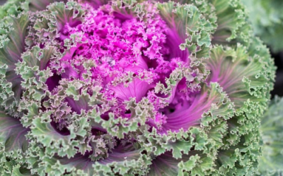 What’s In Bloom: November 2023