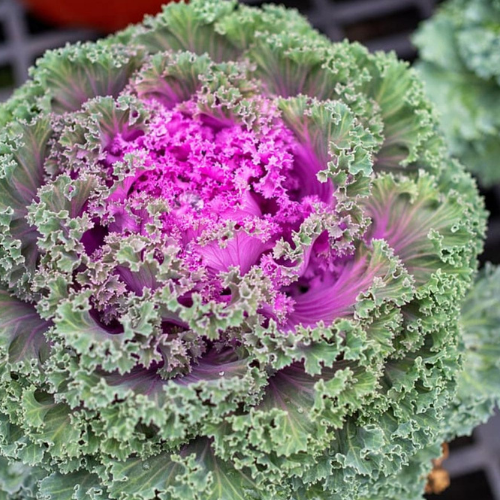 What’s In Bloom: November 2023