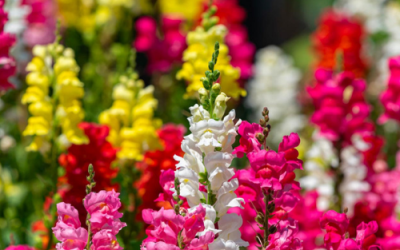 What’s In Bloom: December 2023