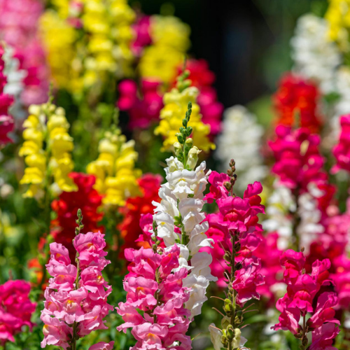What’s In Bloom: December 2023
