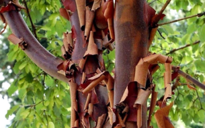 What’s In Bloom: January 2024