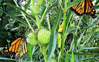 What’s In Bloom: August 2023