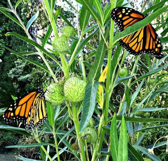 What’s In Bloom: August 2023