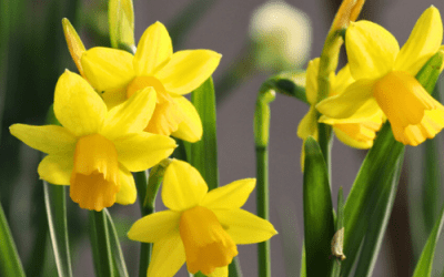 What’s In Bloom: March 2024