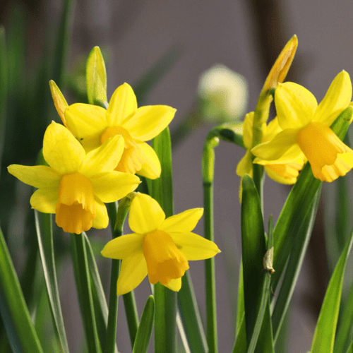 What’s In Bloom: March 2024