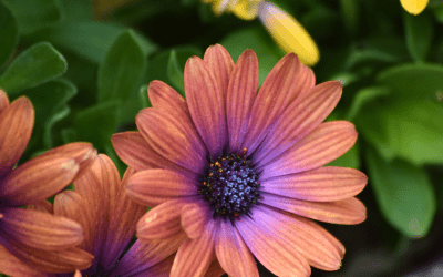 What’s In Bloom: May 2024