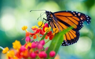 NWA Citizen Science Butterfly Project