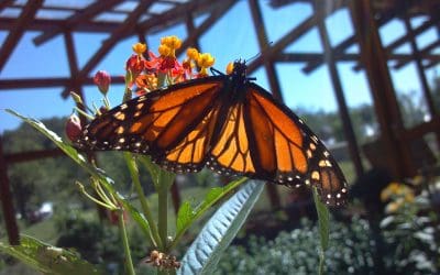Monarch Migration February 2024