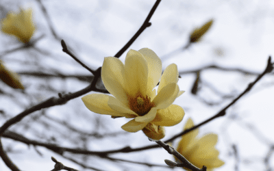 What’s In Bloom: April 2024