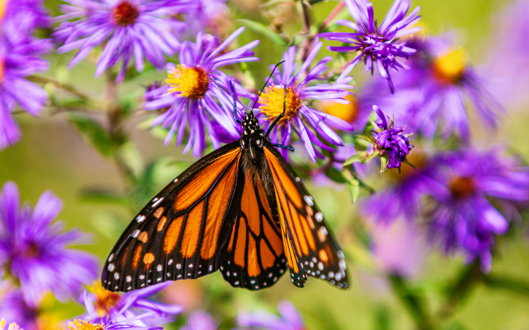 Where Are All the Monarchs?