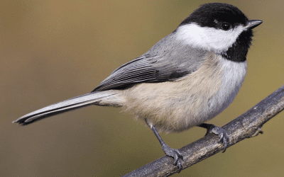 Bird of the Month: November 2025