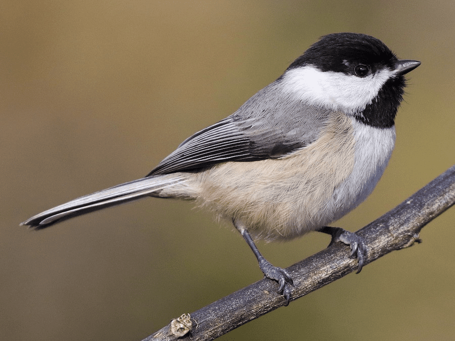 Bird of the Month: November 2025