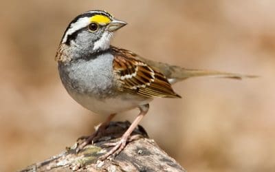 Bird of the Month: December 2025