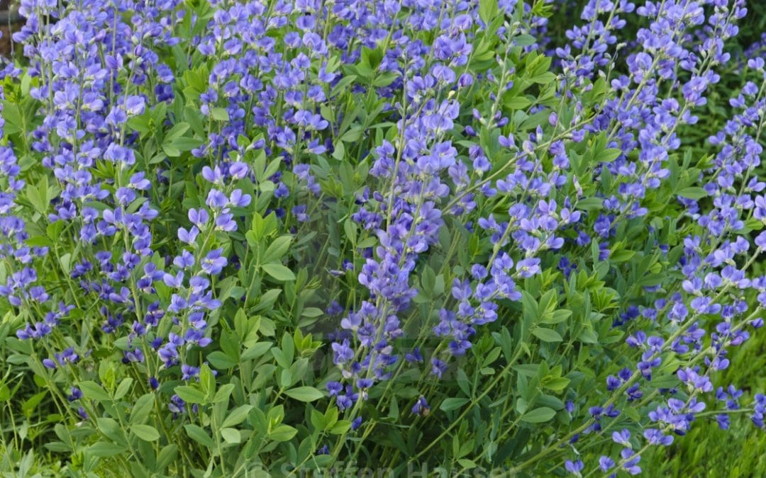 What’s In Bloom: January 2026