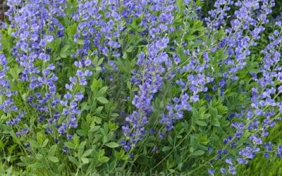 What’s In Bloom: January 2026