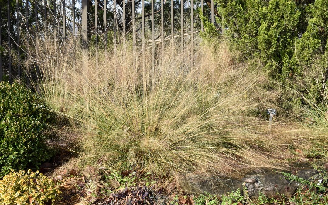 What’s In Bloom: November 2025