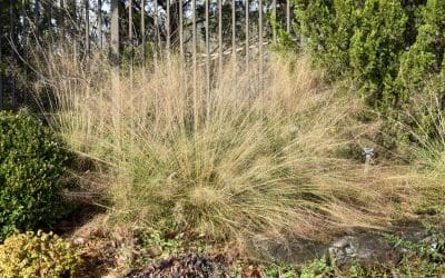 What’s In Bloom: November 2025