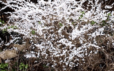 What’s In Bloom: March 2025