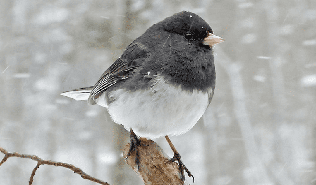Bird of the Month: January 2025