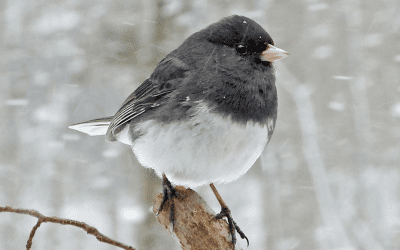 Bird of the Month: January 2025
