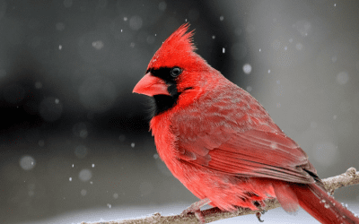 Bird of the Month: February 2025