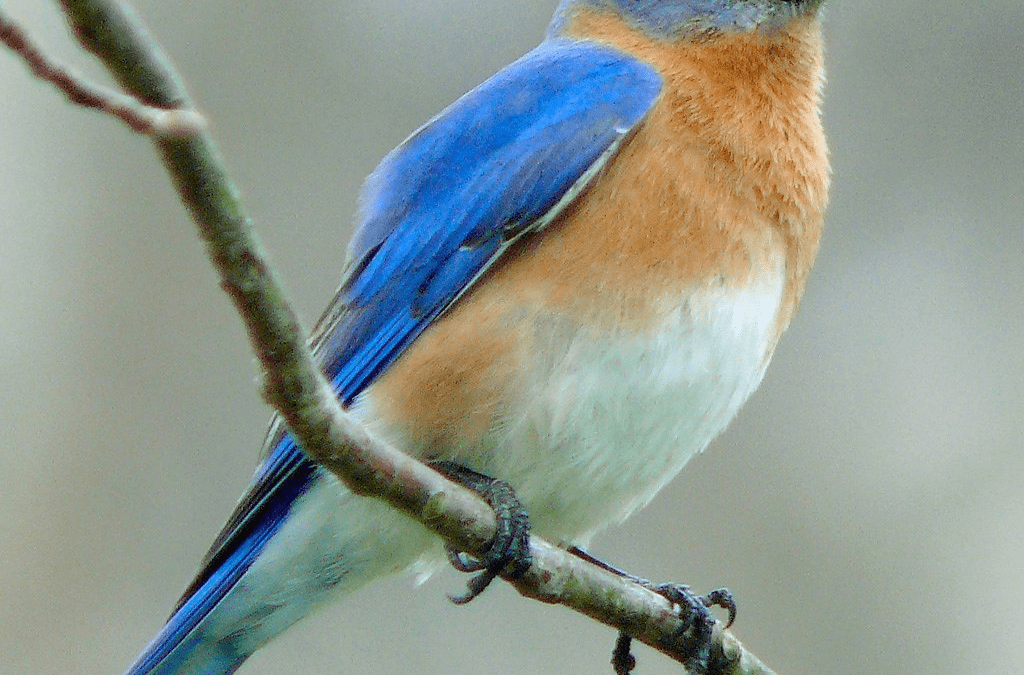 Bird of the Month: March 2025