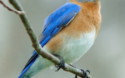 Bird of the Month: March 2025