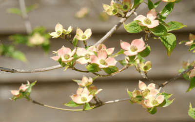 What’s In Bloom: April 2025