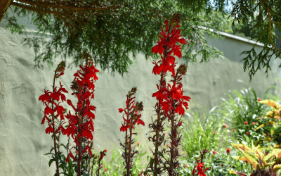 What’s In Bloom: July 2025