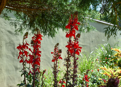 What’s In Bloom: July 2025