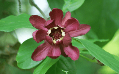 What’s In Bloom: May 2025