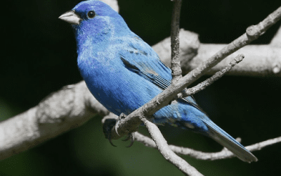 Bird of the Month: July 2025