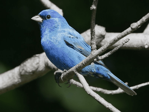 Bird of the Month: July 2025