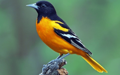 Bird of the Month: April 2025