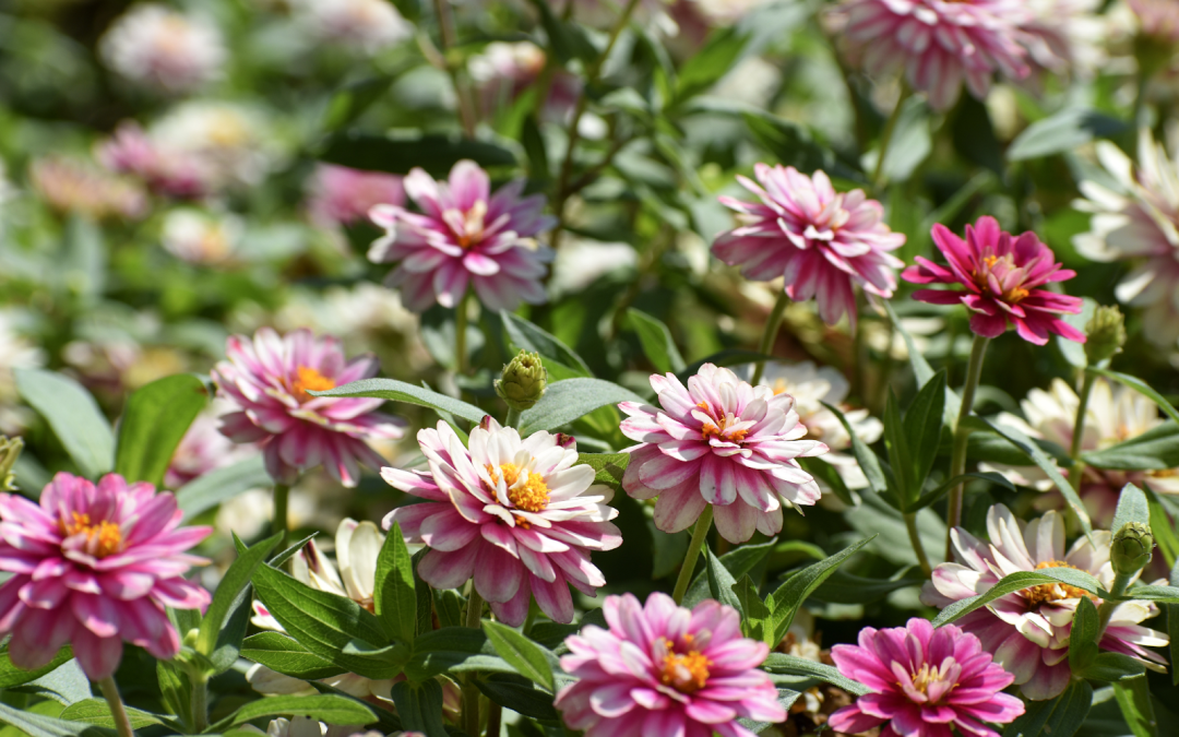 What’s In Bloom: August 2025