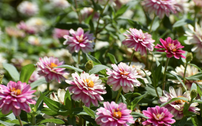 What’s In Bloom: August 2025