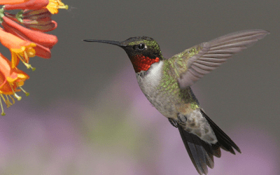 Bird of the Month: May 2025