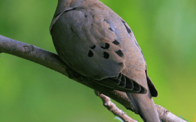 Bird of the Month: August 2025