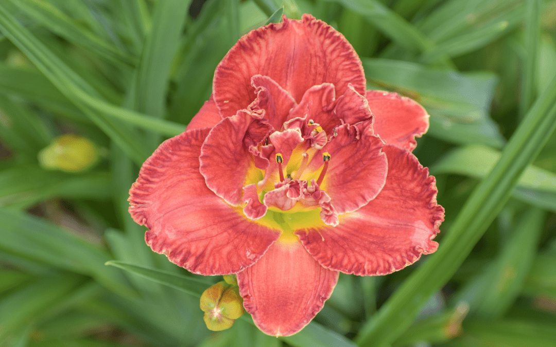 What’s In Bloom: June 2025