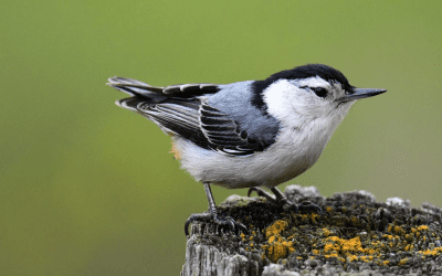 Bird of the Month: September 2025